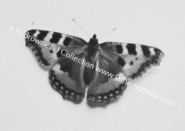 COPY NEGS BUTTERFLY